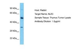 ALX3 Rabbit anti-Human, Polyclonal, Novus Biologicals 0.1ml; Unconjugated:Antibodies,
